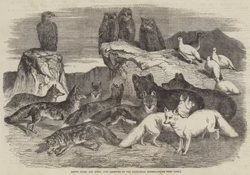 Volpi artiche e uccelli, appena ricevuti dalla Società Zoologica